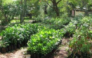 Tree Planting - Kenya Kesho School for Girls