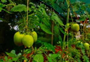 Sustainable Development Goals - Vegetable Greenhouses